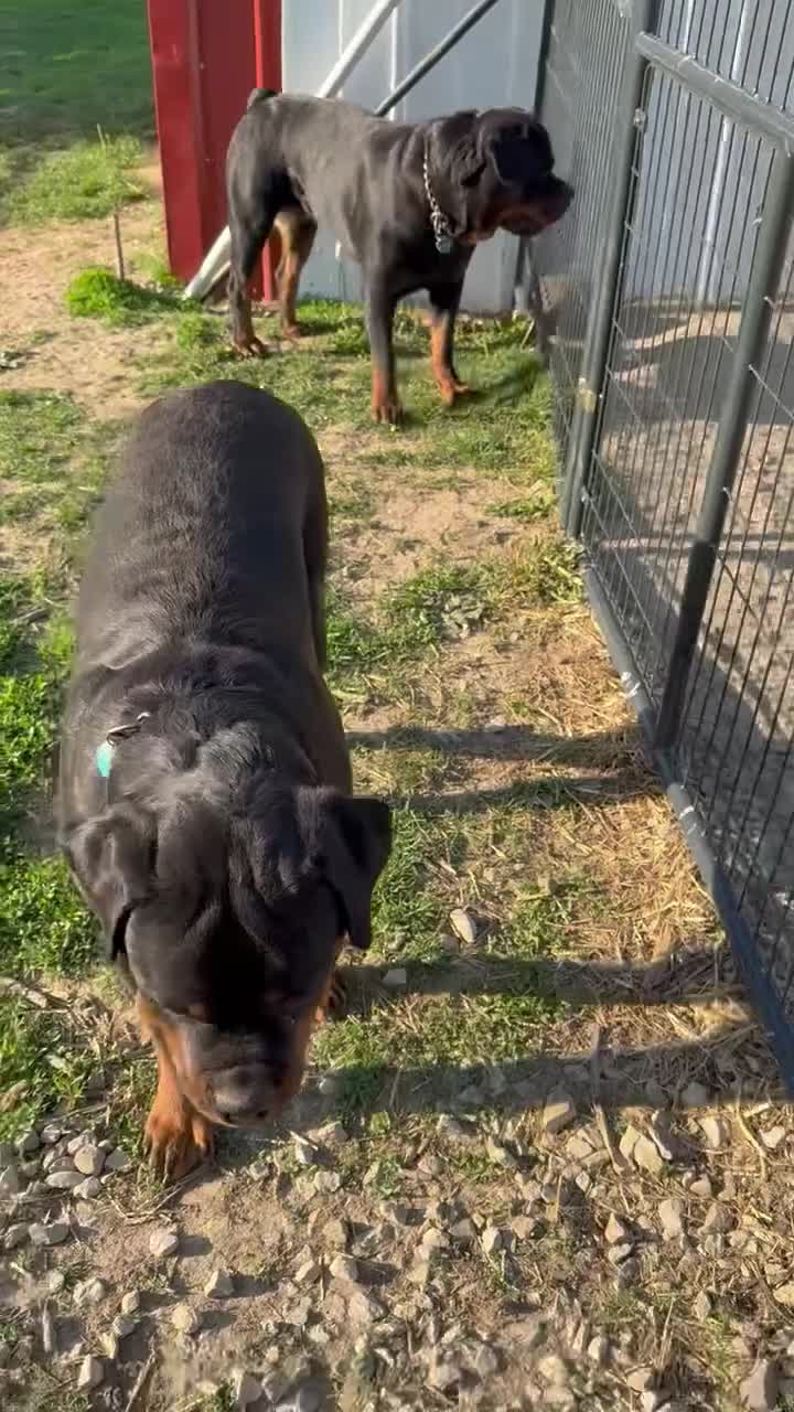 Rottweiler dogs for sale: Rottweiler Puppy 1 - Video 1