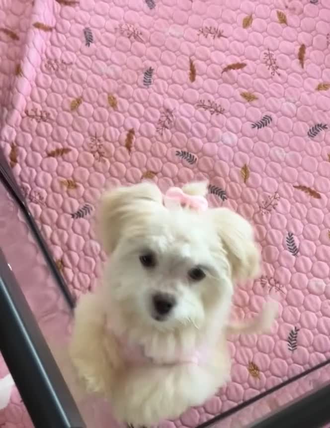 Maltipoo dogs for sale: Maltipoo Puppy 1 - Video 1