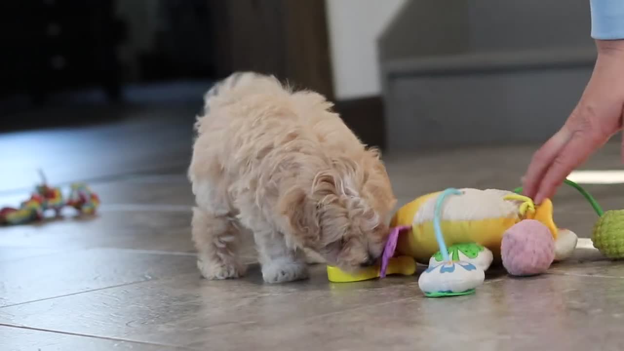 Maltipoo dogs for sale: Lane - Video 1