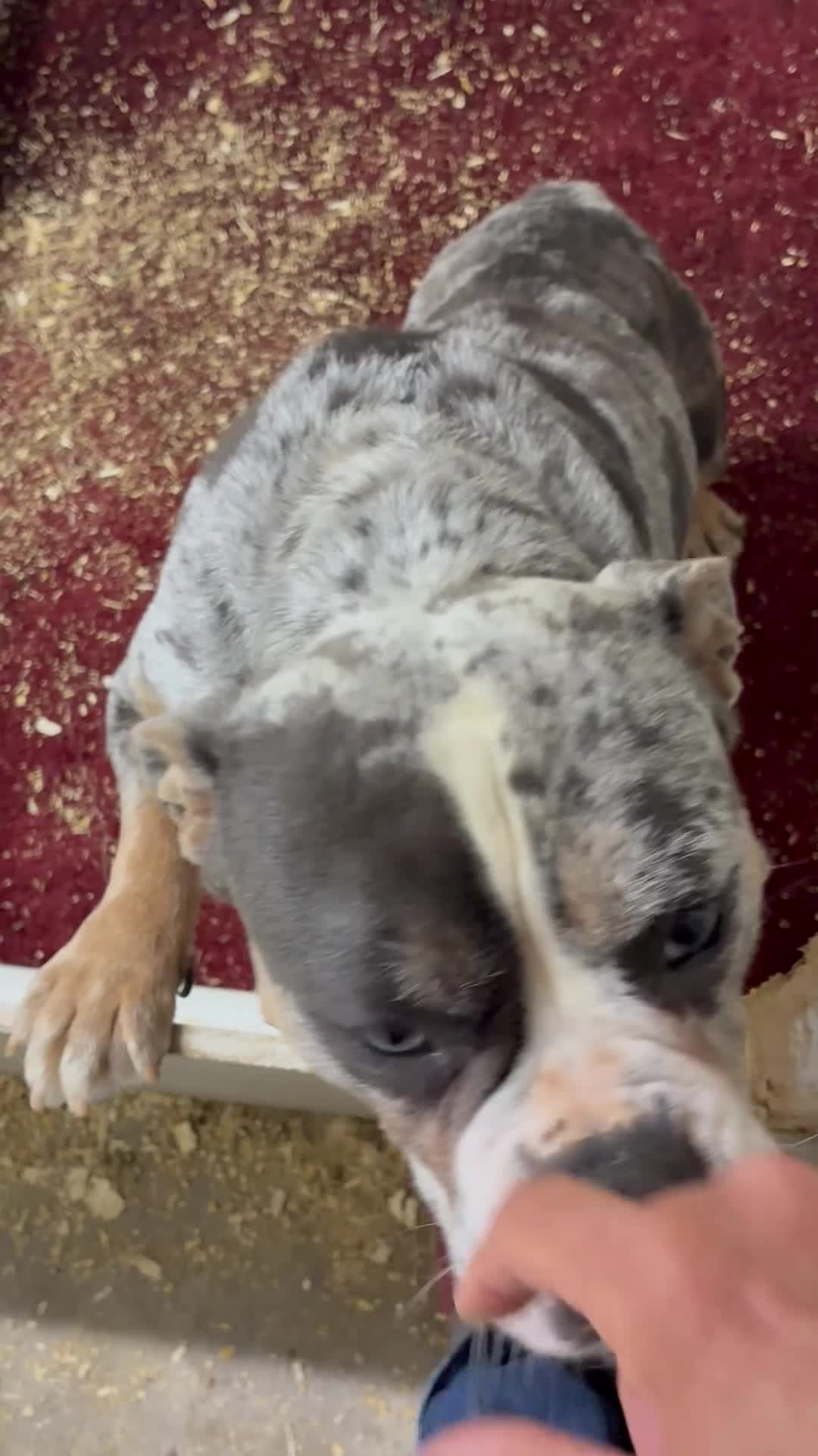 Olde English Bulldogge dogs for sale: Olde English Bulldogge 1 - Video 1