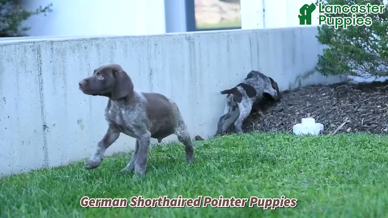 German Shorthaired Pointer dogs for sale: Maisie - Video 1