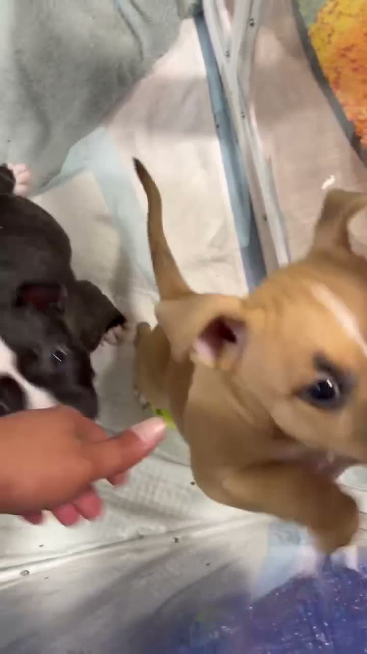 American Bully dogs for sale: American Bully 1 - Video 1