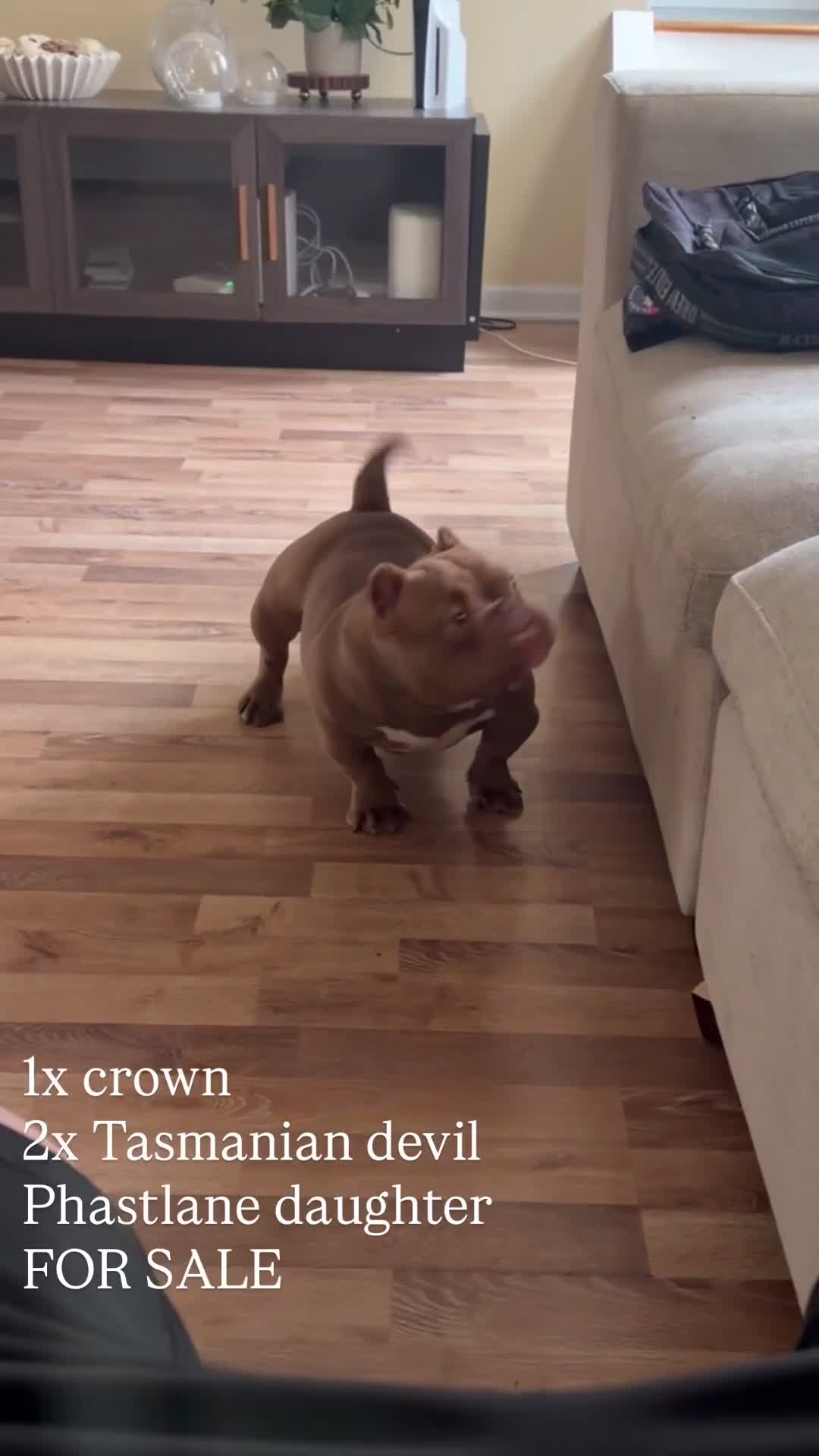 American Bully dogs for sale: American Bully Puppy 1 - Video 1