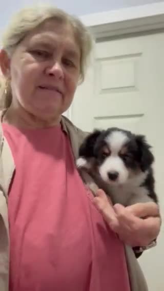 Miniature Australian Shepherd dogs for sale: Castle - Video 2