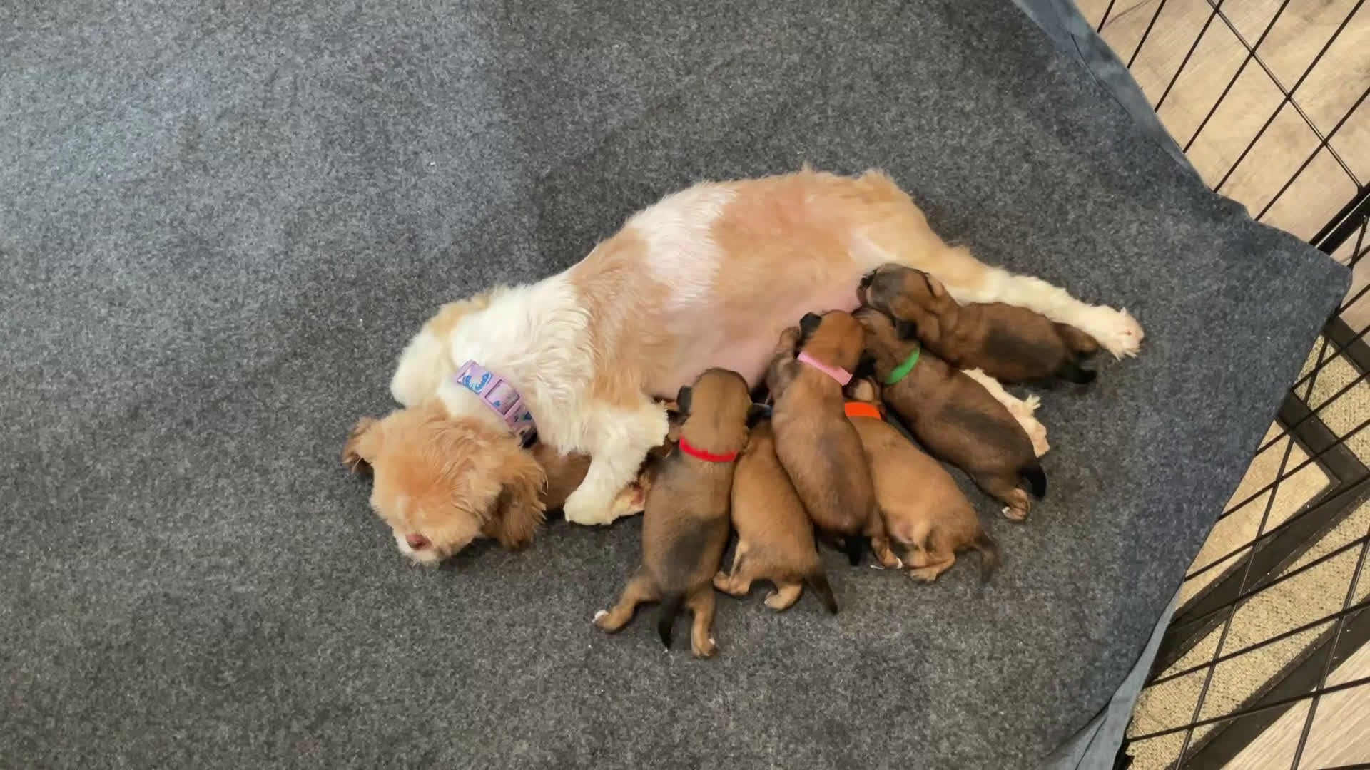 Shorkie dogs for sale: Mario - Video 3