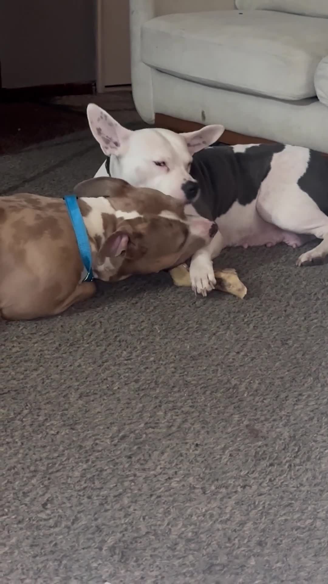 Mixed Breed dogs for sale: Female 3 - Video 2