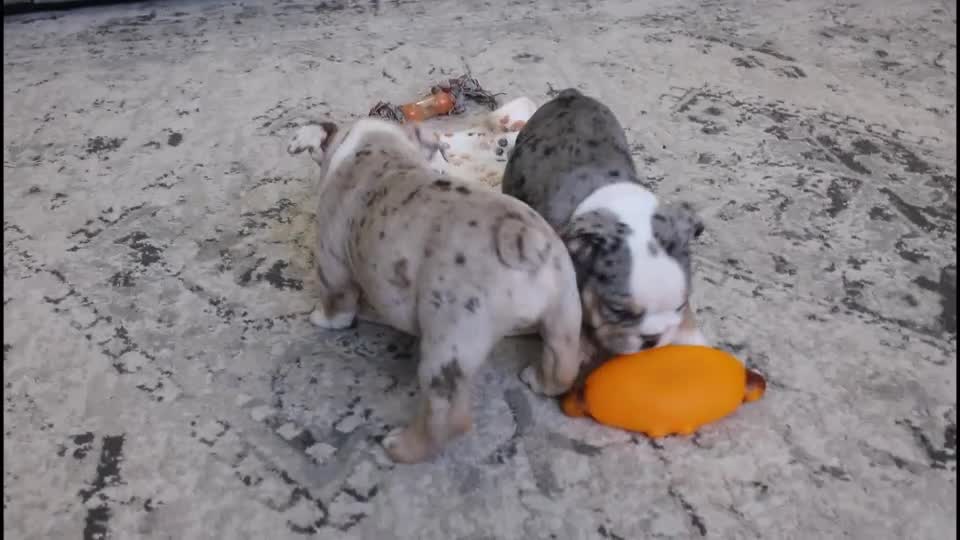 English Bulldog dogs for sale: Niles - Video 1