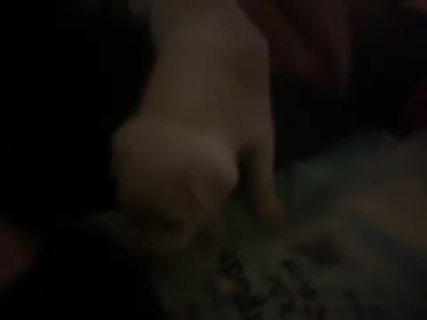 Mixed Breed dogs for sale: Mixed Breed 1 - Video 1