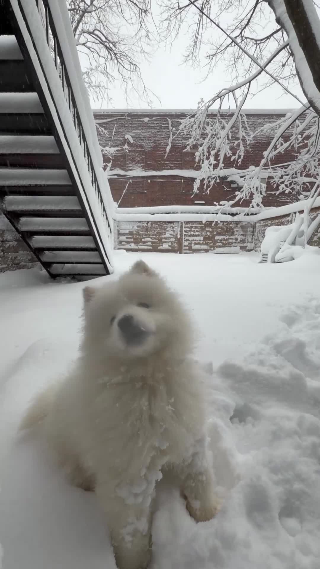Samoyed dogs for sale: Nala - Video 1