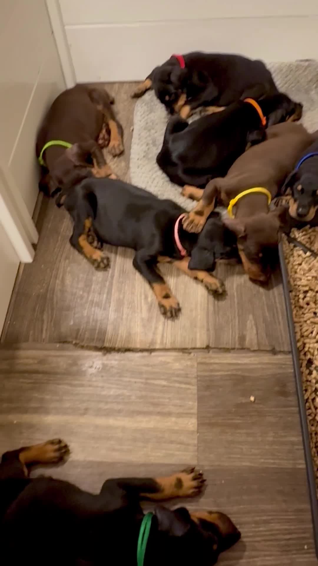 Doberman Pinscher dogs for sale: Doberman Pinscher 1 - Video 1