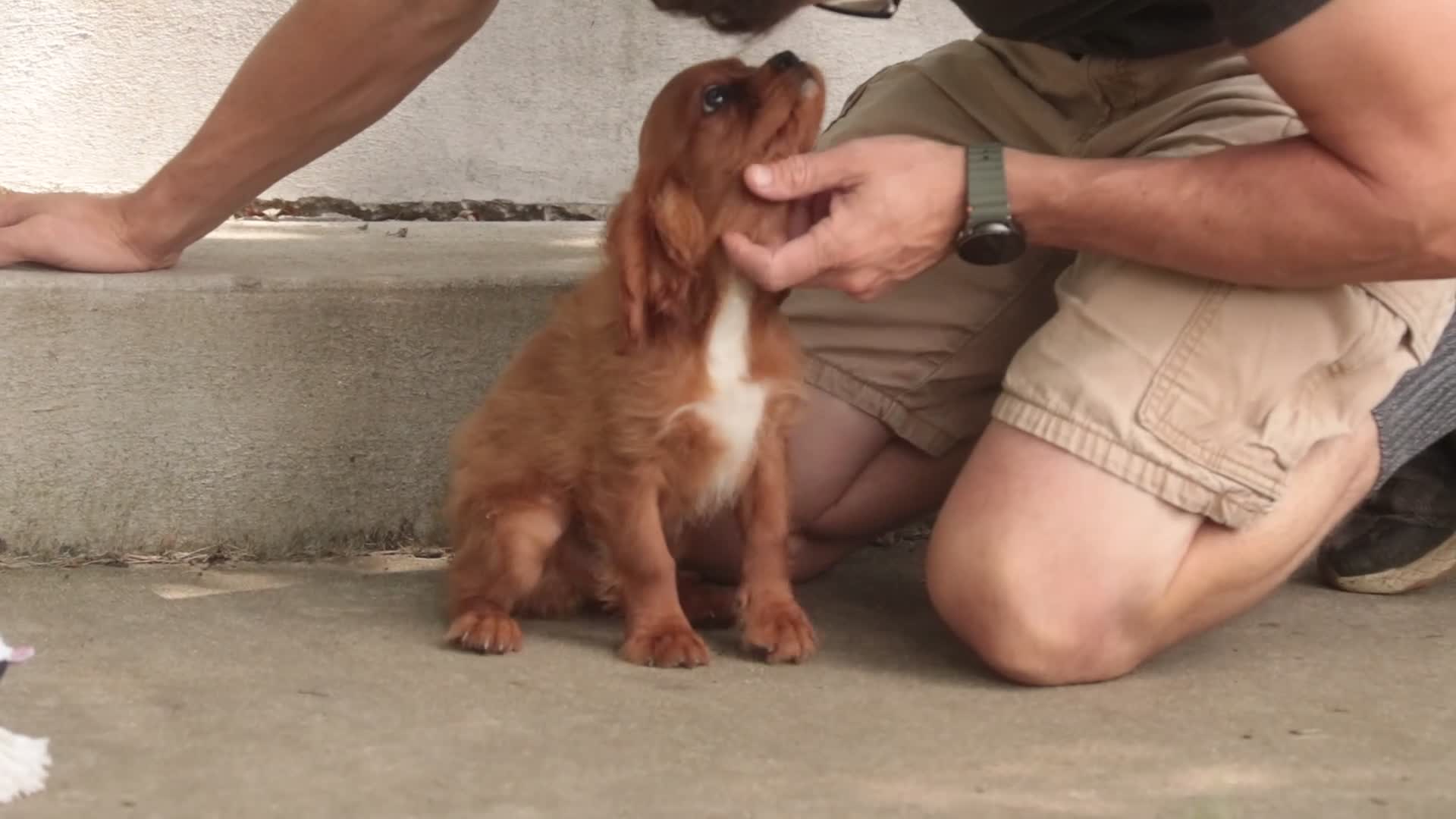 Cavalier King Charles Spaniel dogs for sale: Grady Cavalier King Charles Spaniel  - Video 1