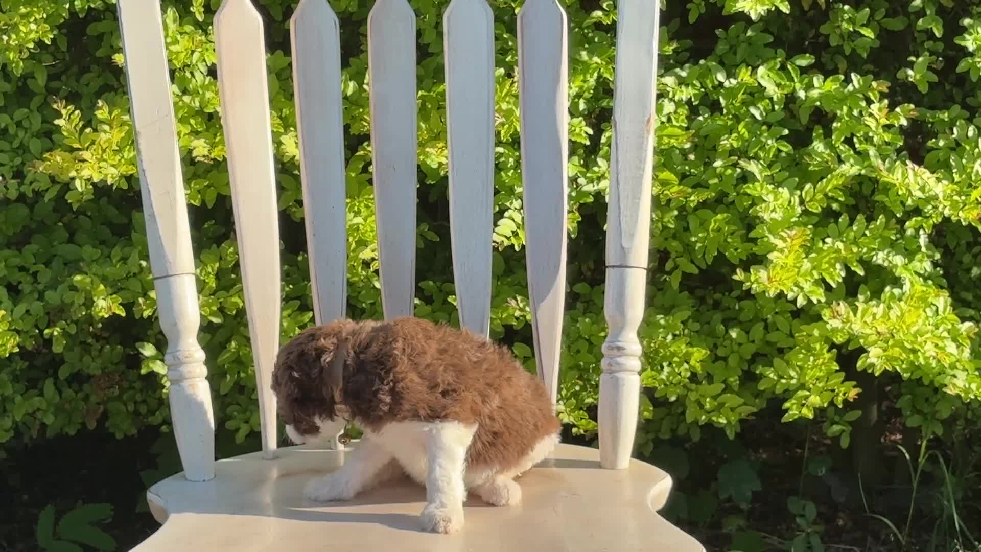 Standard Poodle dogs for sale: Standard Poodle Puppy 1 - Video 1