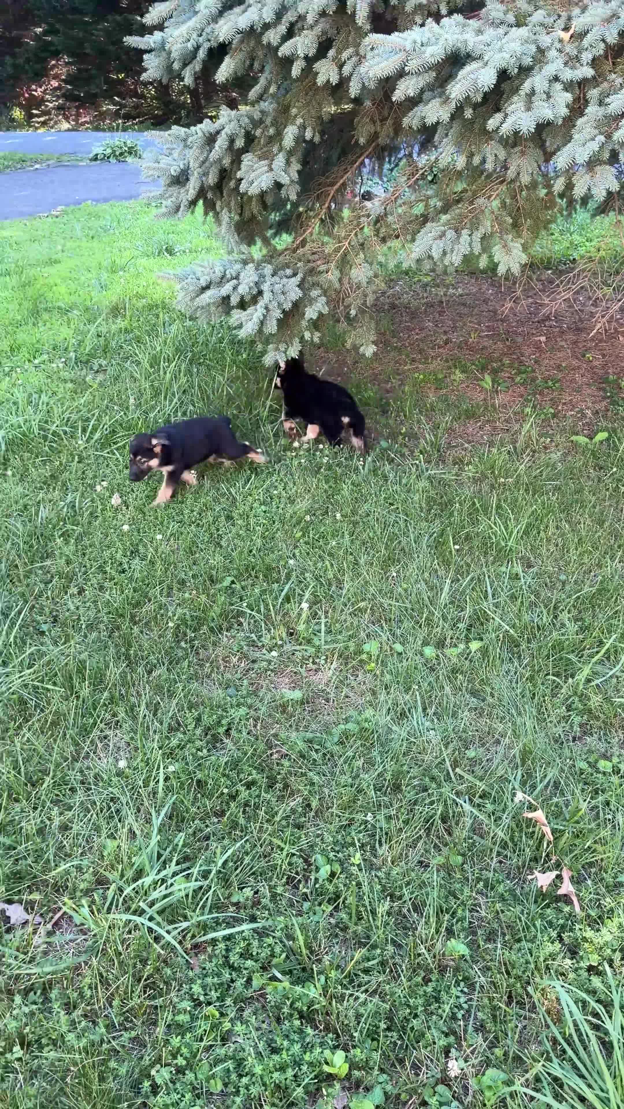 German Shepherd dogs for sale: Daisy - Video 1