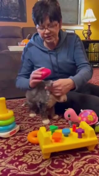 Mini Bernedoodle dogs for sale: Pudding Pop *Turf Trained* - Video 4