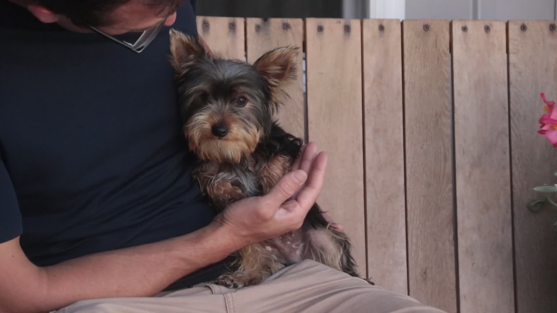 Yorkshire Terrier dogs for sale: Junior - Video 1