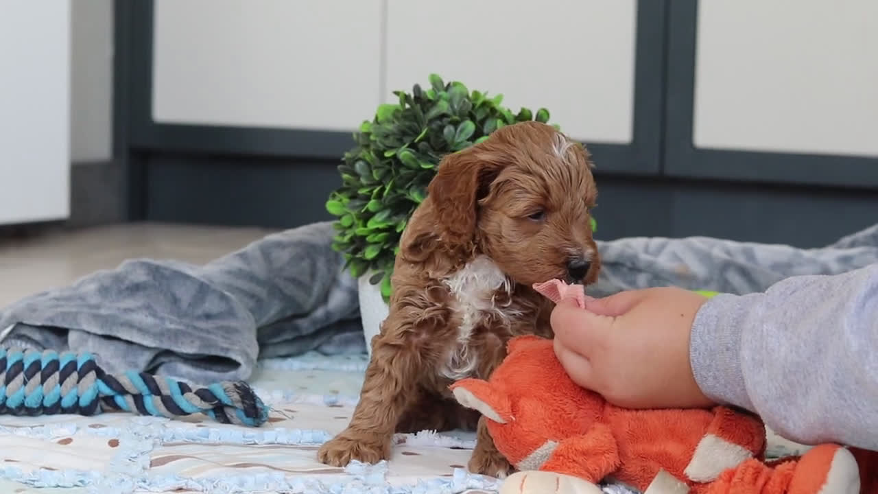 Mini Goldendoodle dogs for sale: Neo - Video 1