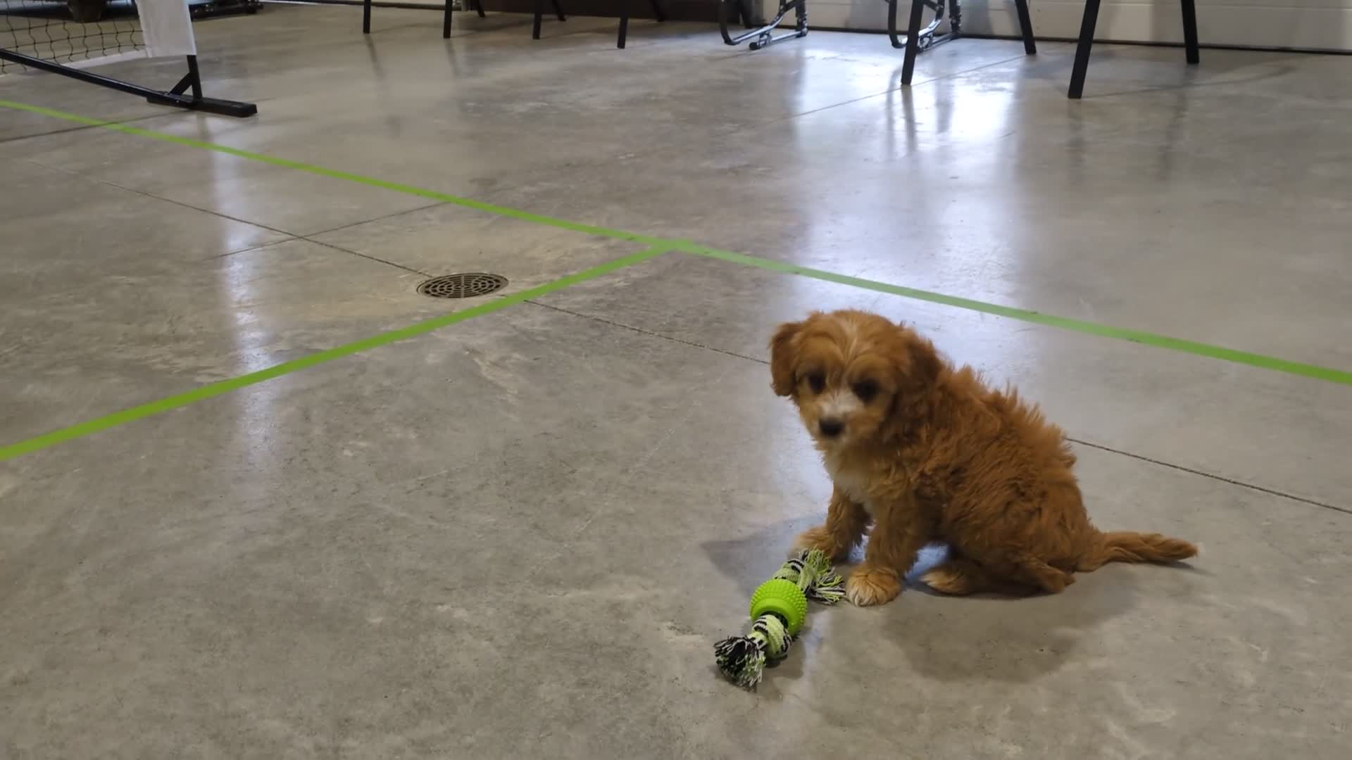 Cavapoo dogs for sale: Cavapoo Puppy 1 - Video 1