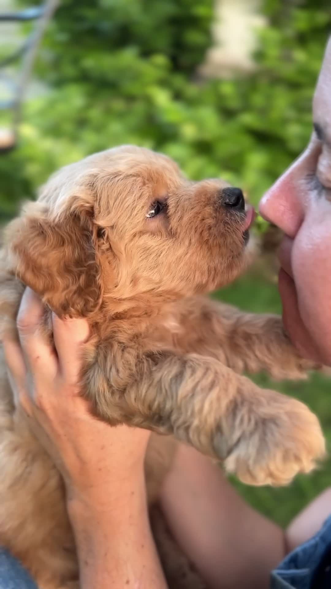 Mini Goldendoodle dogs for sale: Maisie - Video 1