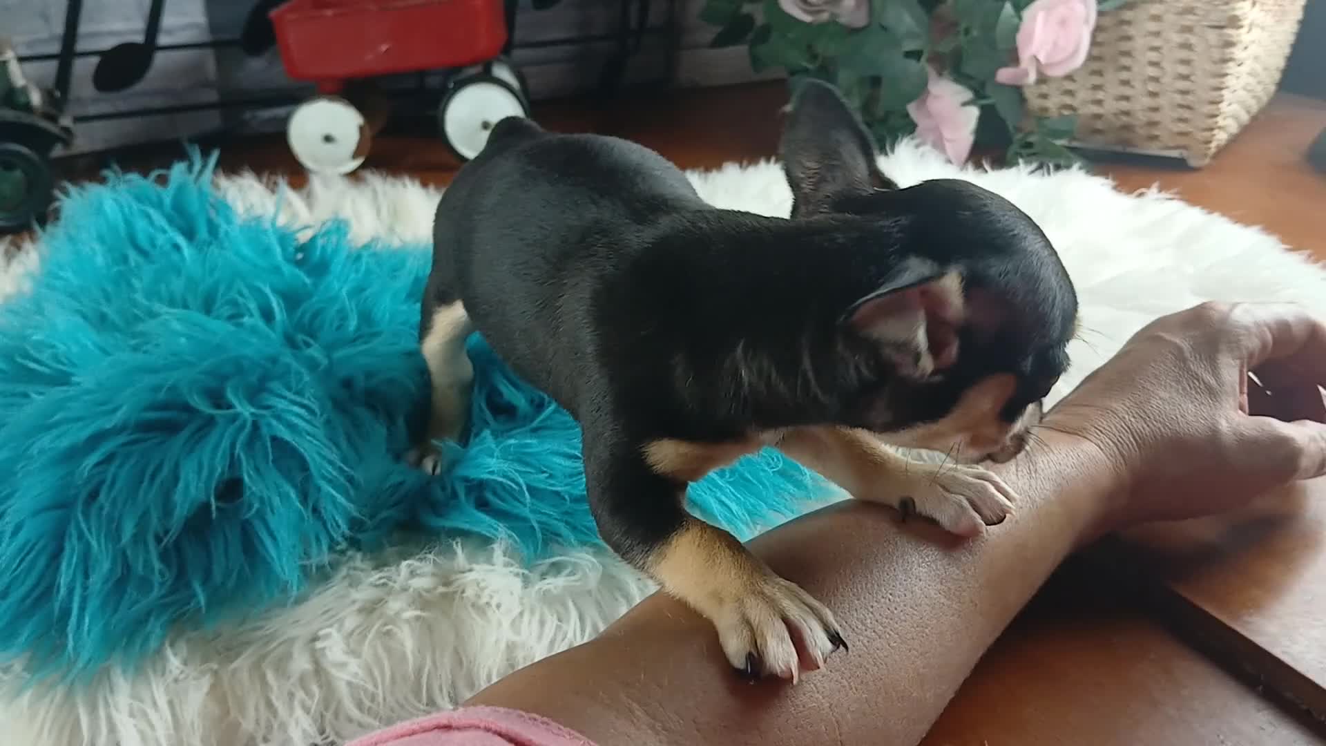 Chihuahua dogs for sale: White blk tri male Hand Delivery  - Video 3