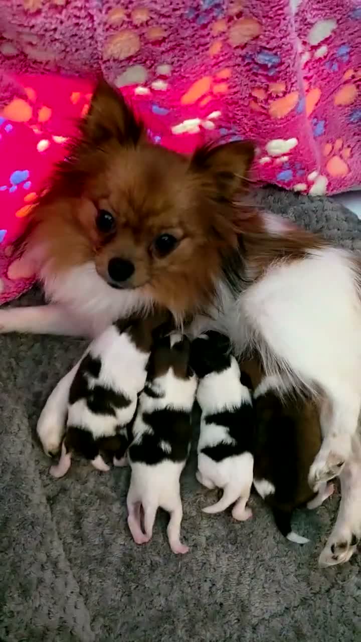 Pomeranian dogs for sale: Oreo - Video 1