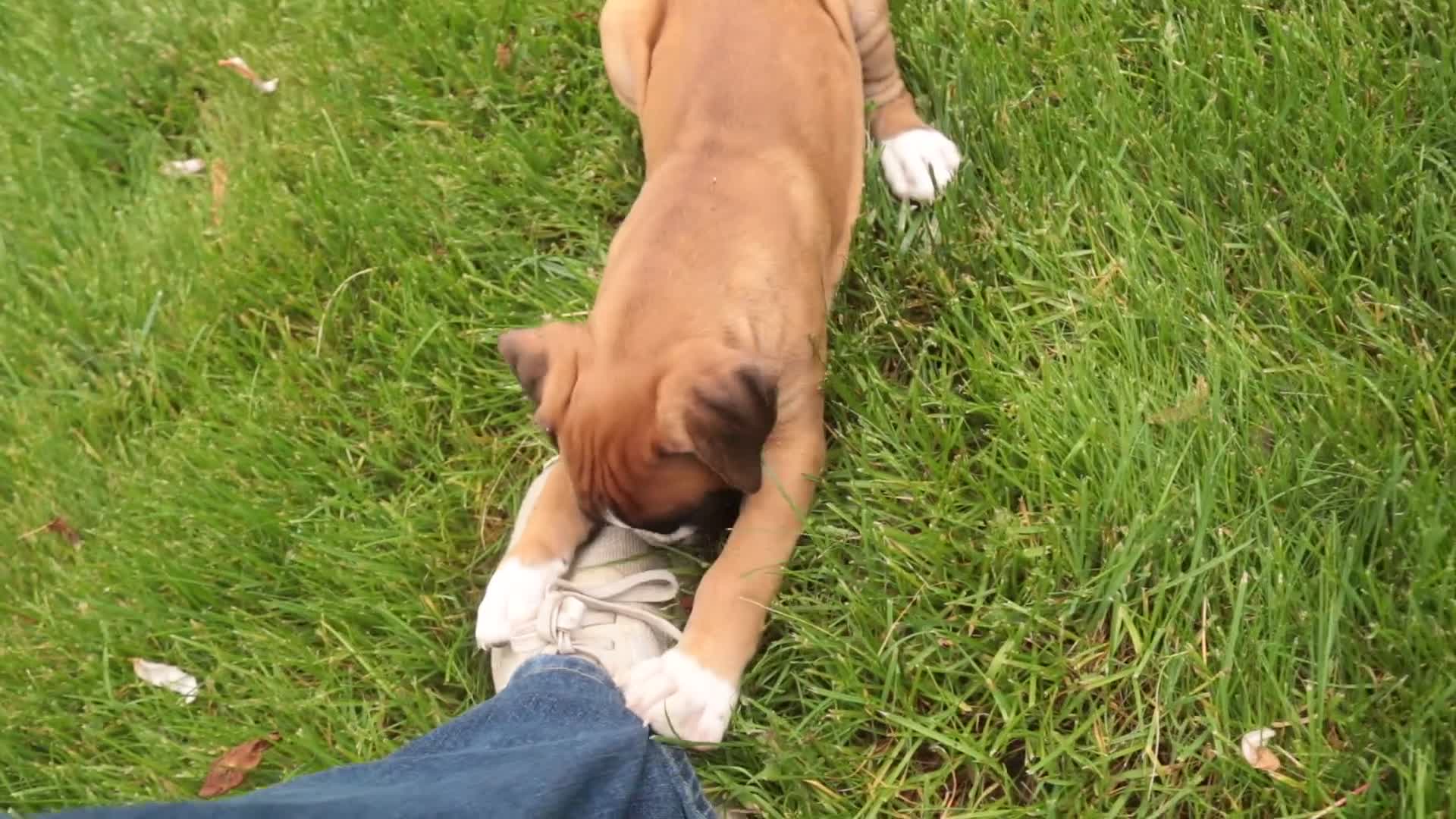 Boxer dogs for sale: Crew - Video 1