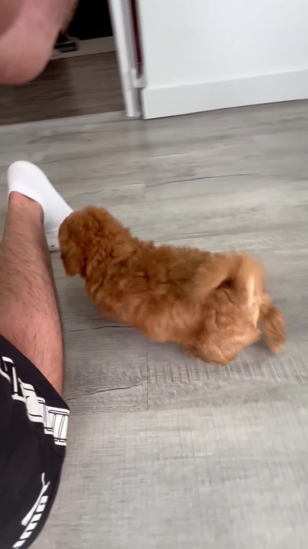 Mini Goldendoodle dogs for sale: Belle - Video 1