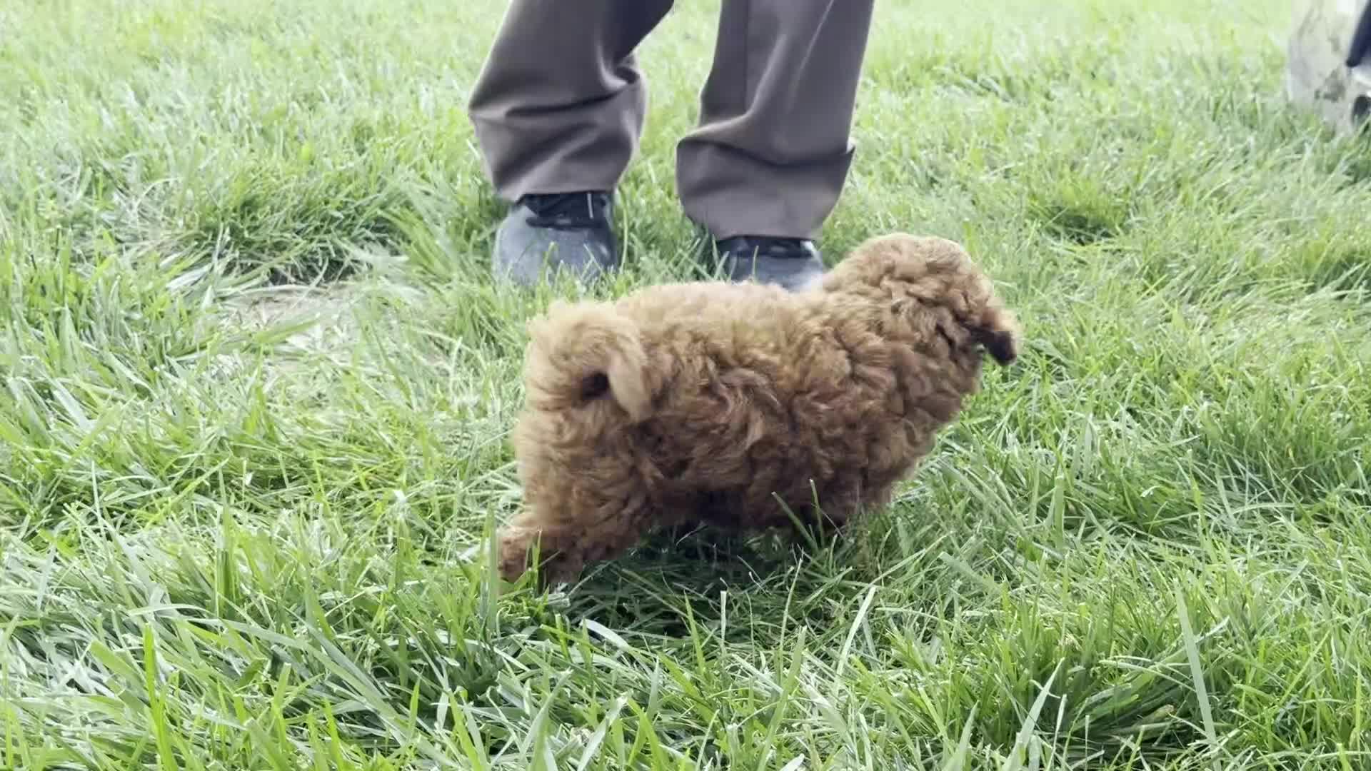 Miniature Poodle dogs for sale: Tank - Video 1