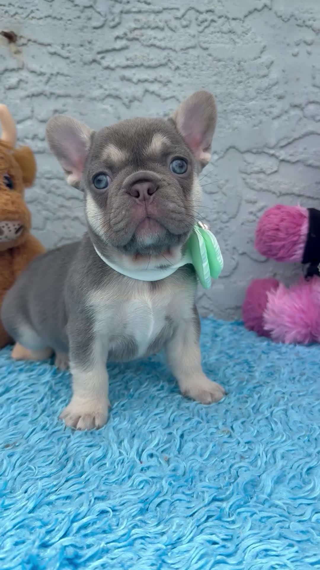 French Bulldog dogs for sale: French Bulldog 1 - Video 1
