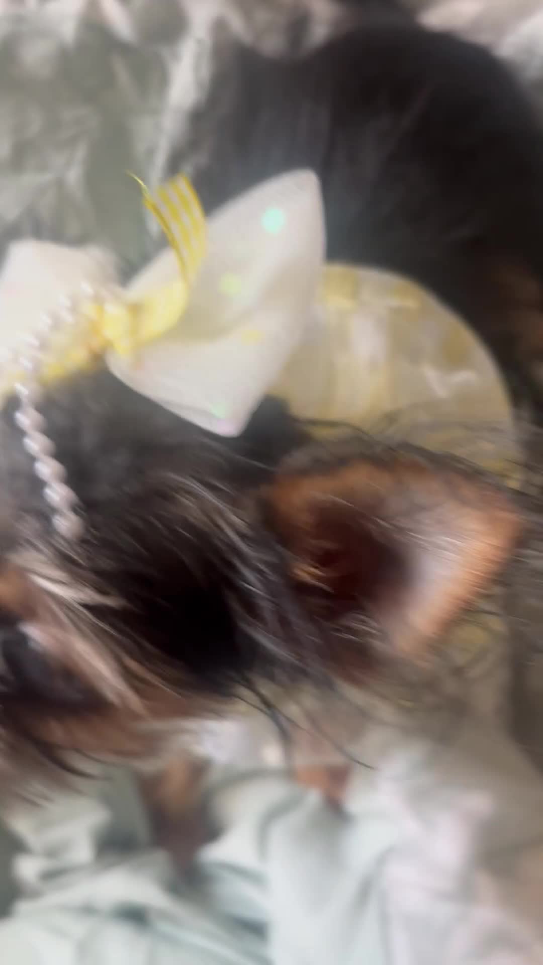 Shorkie dogs for sale: Lil Girl - Video 1