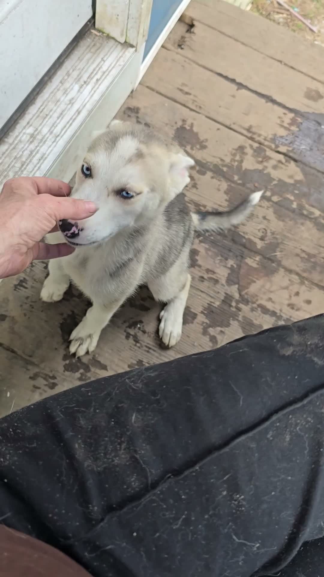Gerberian Shepsky dogs for sale: Gerberian Shepsky 2 Winston  - Video 1