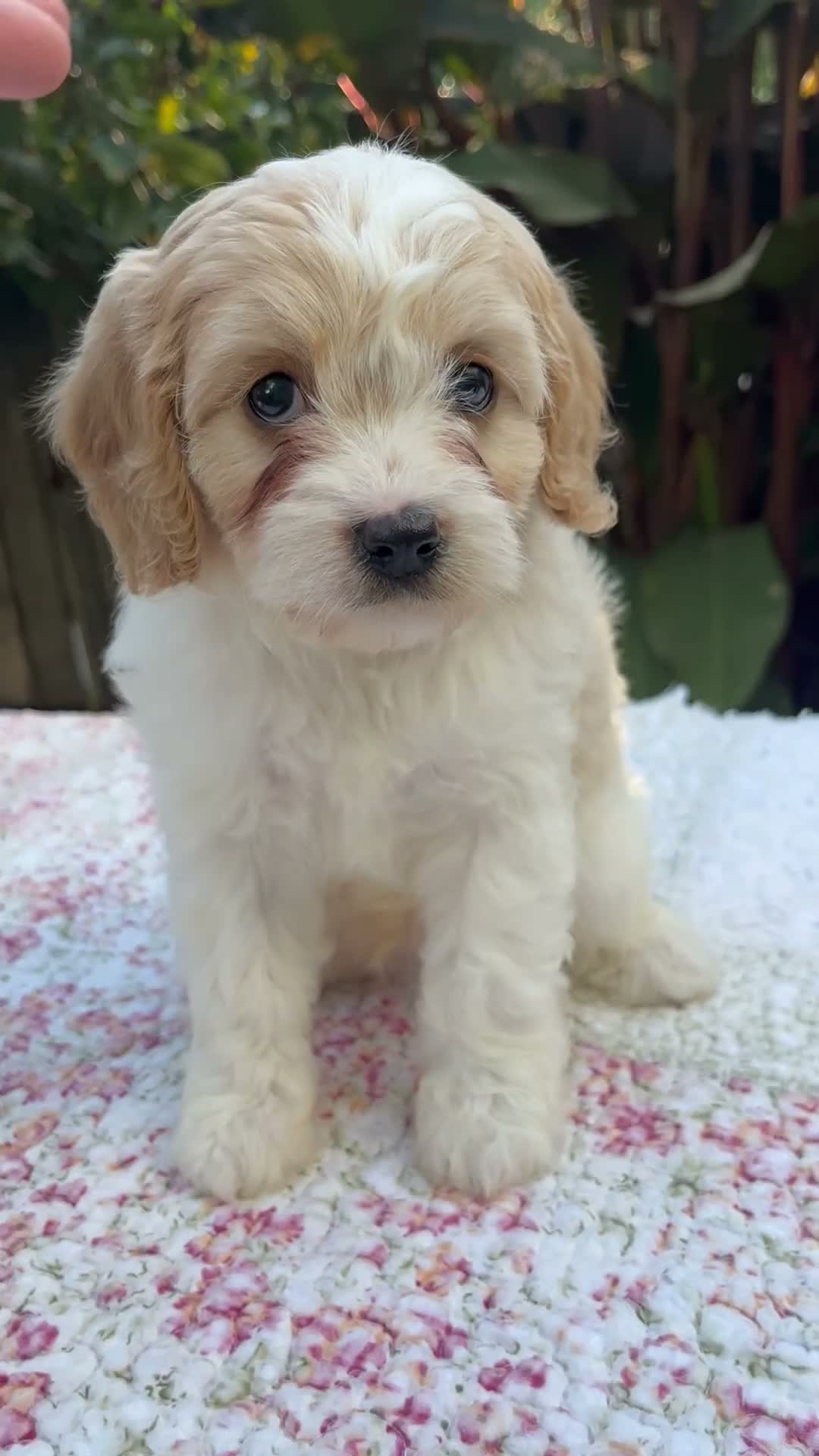 Cavapoo dogs for sale: Finn - Video 1