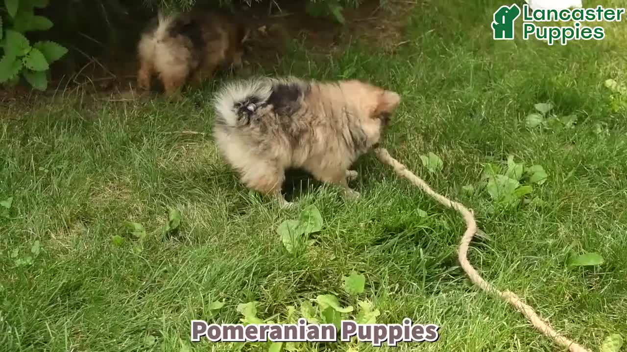 Pomeranian dogs for sale: Priscilla - Video 1