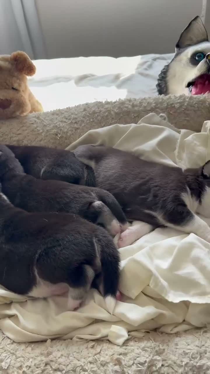 Siberian Husky dogs for sale: Milo - Video 1