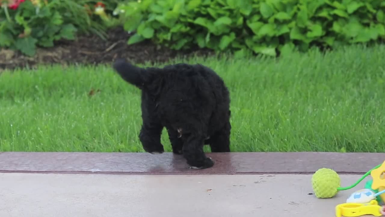 Mini Goldendoodle dogs for sale: Mason  - Video 1