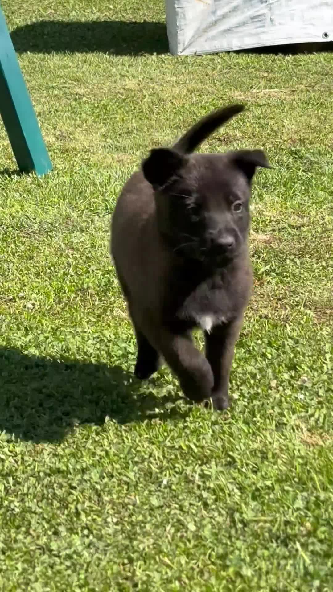 Belgian Malinois dogs for sale: AKC Belgian Malinois - Purple Collar - Video 1