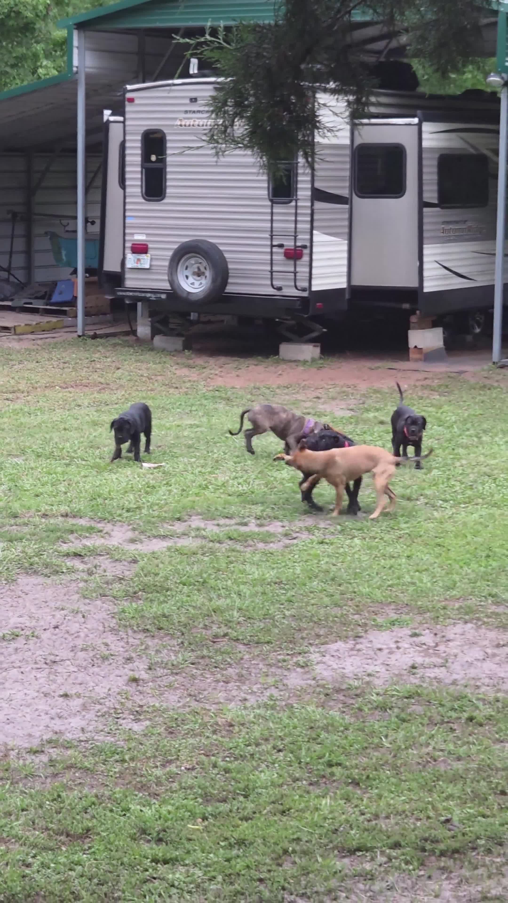 Cane Corso dogs for sale: Cane Corso 3 - Video 2