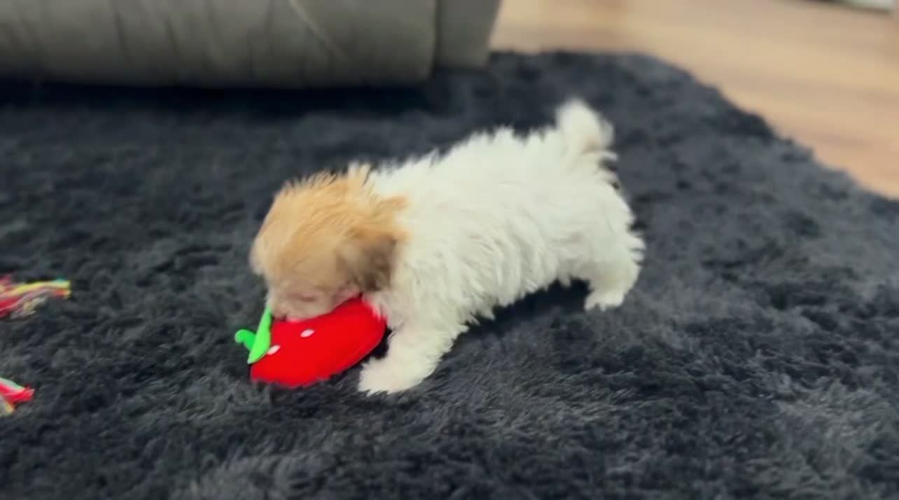 Havanese dogs for sale: Geno - Video 4