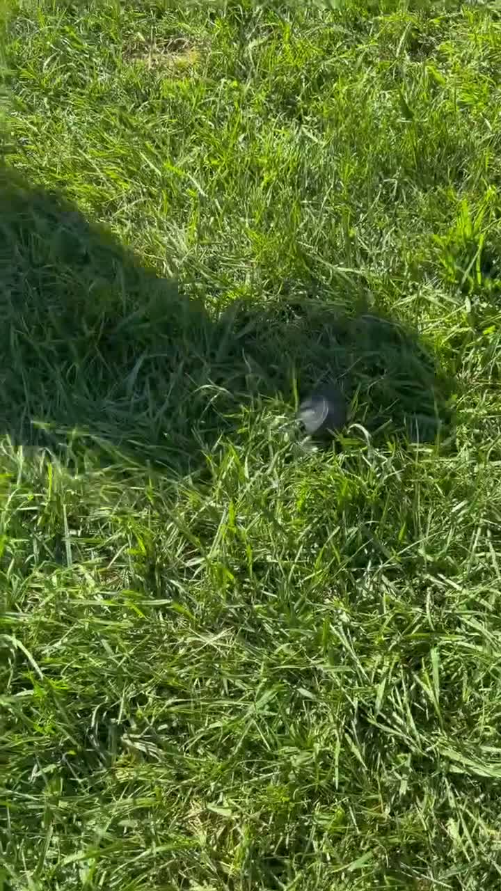 Miniature Schnauzer dogs for sale: Tiffany Miniature Schnauzer  - Video 1