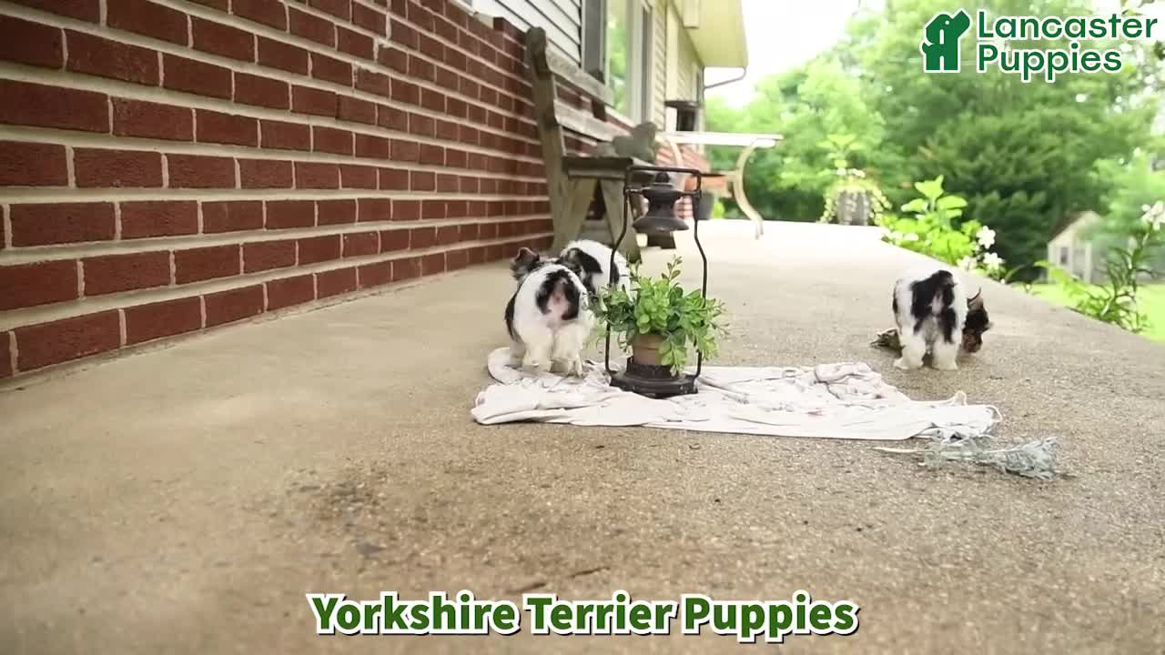 Yorkshire Terrier dogs for sale: Pip  - Video 1