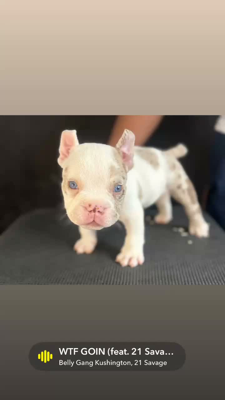 American Bully dogs for sale: American Bully 1 - Video 1