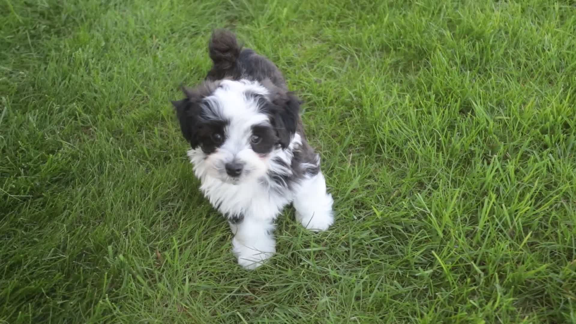 Havanese dogs for sale: Princeton - Video 1