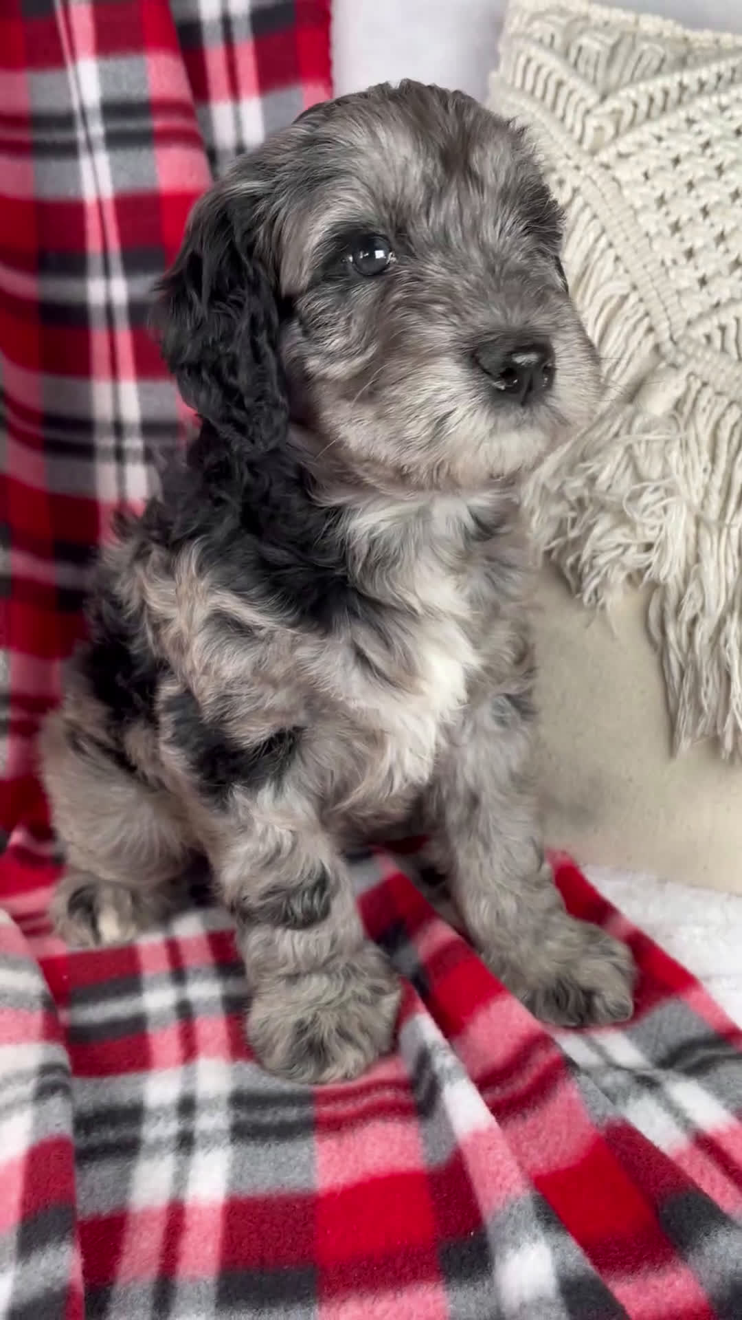 Schnoodle dogs for sale: Drew - Video 1