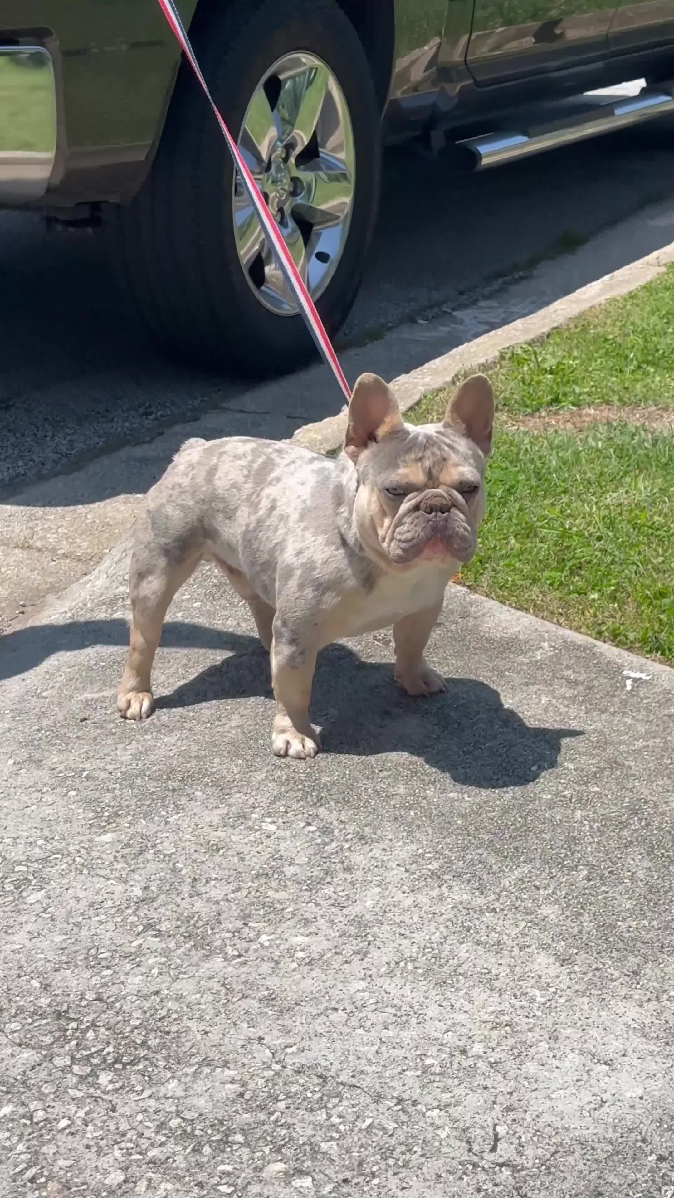 French Bulldog dogs for sale: French Bulldog Puppy 4 - Video 1