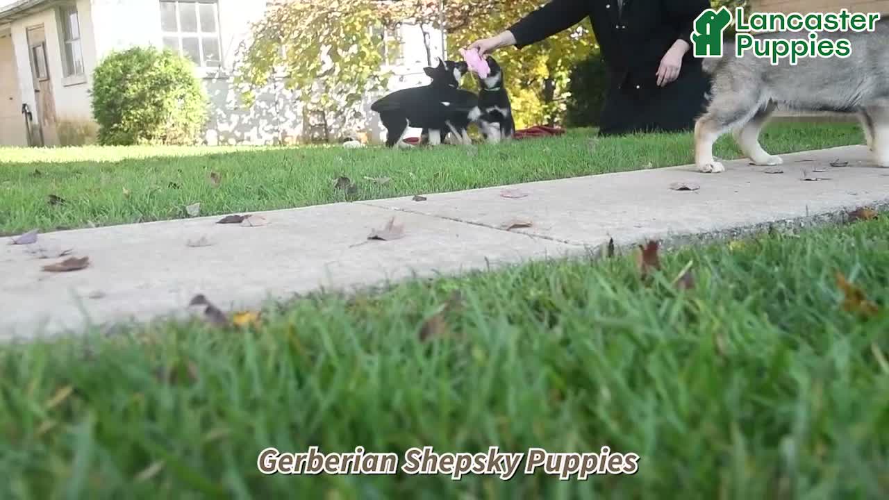 Gerberian Shepsky dogs for sale: Juno  - Video 1