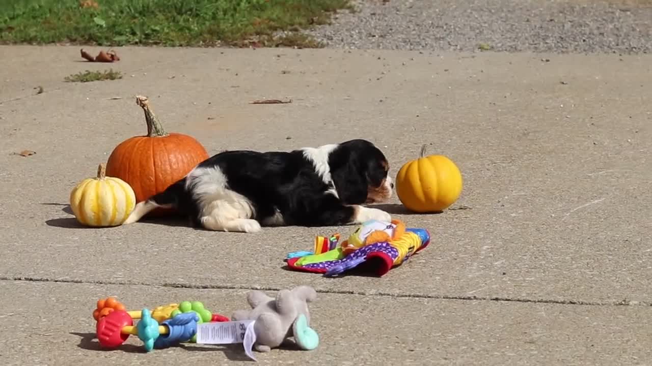 Cavalier King Charles Spaniel dogs for sale: Allie - Video 2