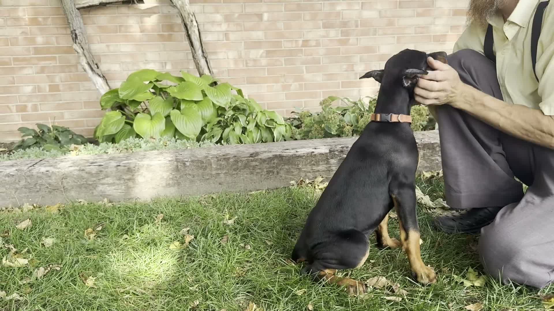 Doberman Pinscher dogs for sale: Briar - Video 1