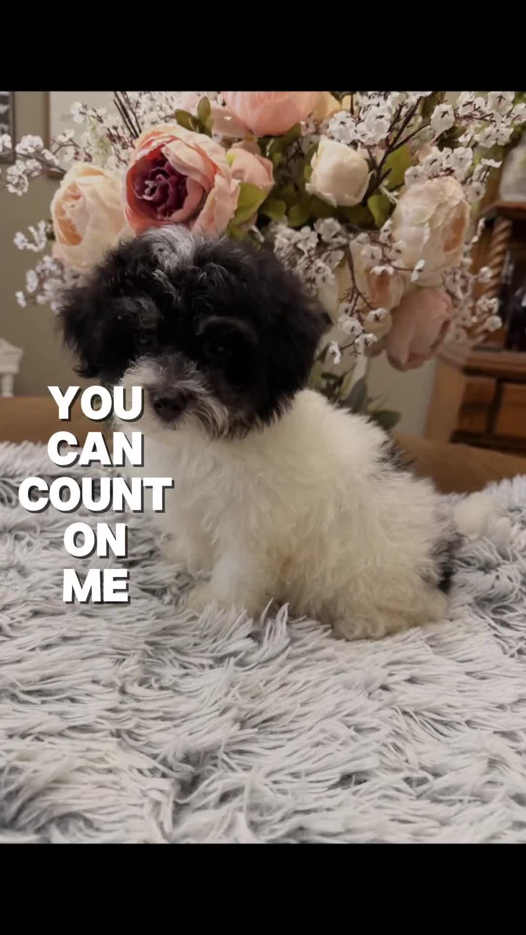 Maltipoo dogs for sale: Maltipoo 3 - Video 5