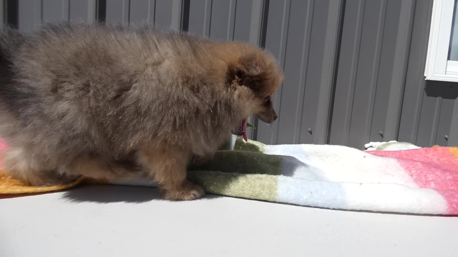 Pomeranian dogs for sale: Pomeranian Puppy 1 Pearl - Video 1