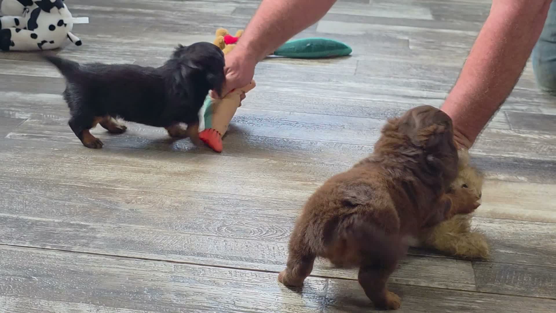 Miniature Dachshund dogs for sale: Rover - Video 1