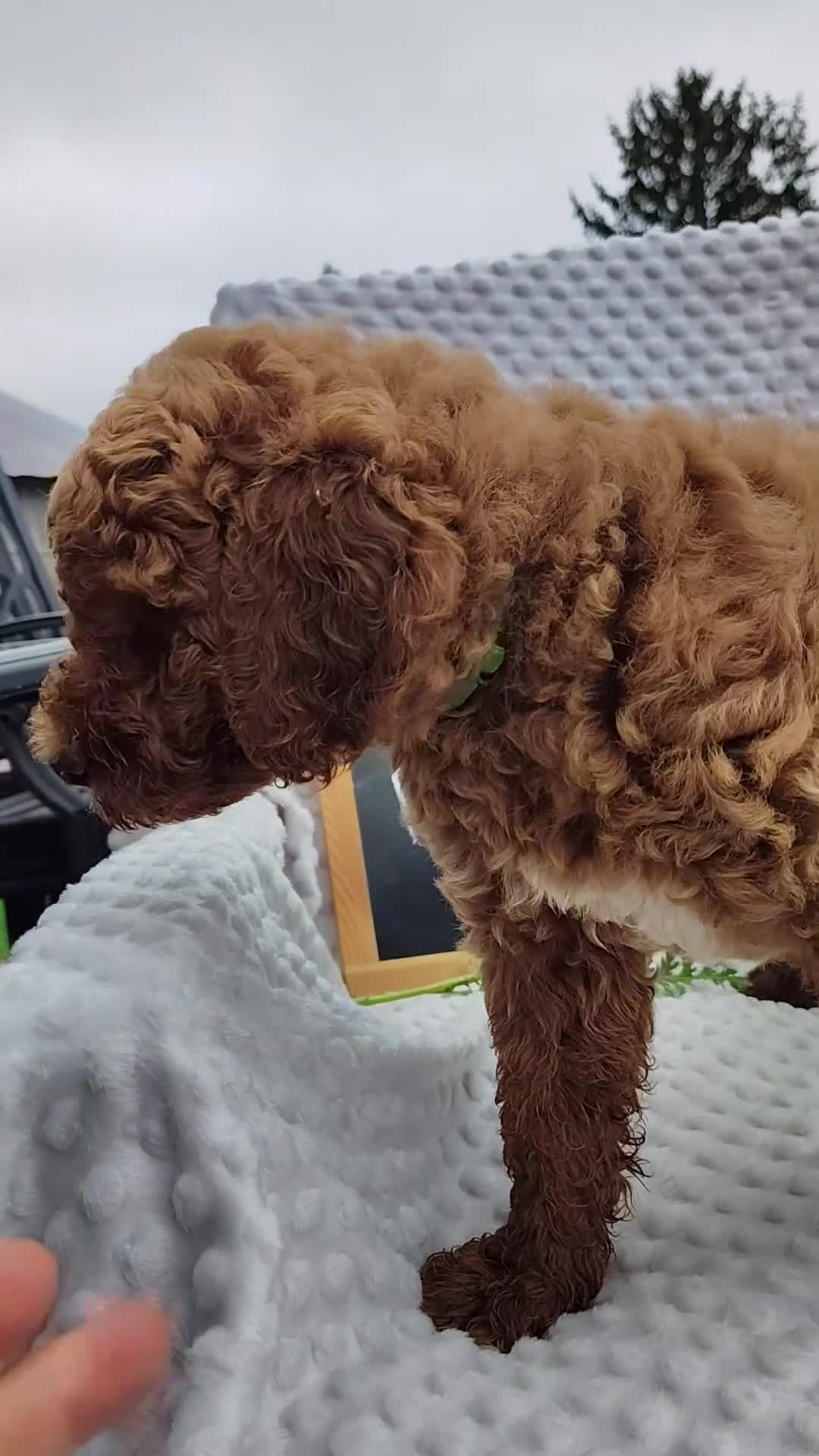 Mini Goldendoodle dogs for sale: Toby - Video 9